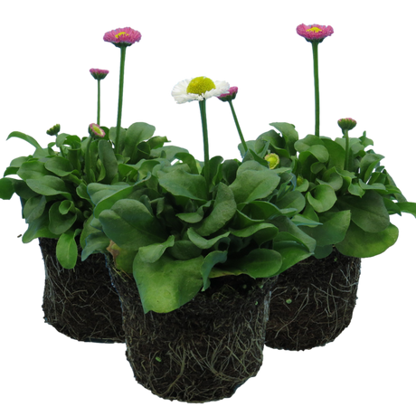 Bellis perennis Assorted from Cedar Nursery, Cobham