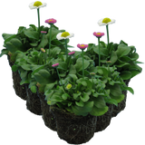 Bellis perennis Assorted from Cedar Nursery, Cobham