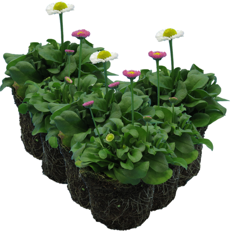 Bellis perennis Assorted from Cedar Nursery, Cobham