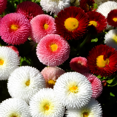 Bellis perennis Assorted from Cedar Nursery, Cobham
