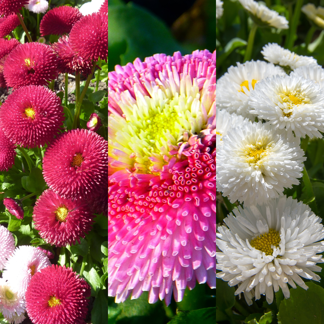 Bellis perennis Assorted from Cedar Nursery, Cobham