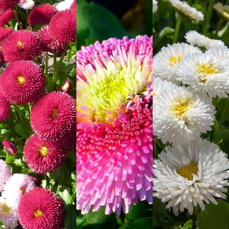 Bellis perennis Assorted from Cedar Nursery, Cobham
