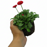 Bellis perennis 'Red' from Cedar Nursery, Cobham
