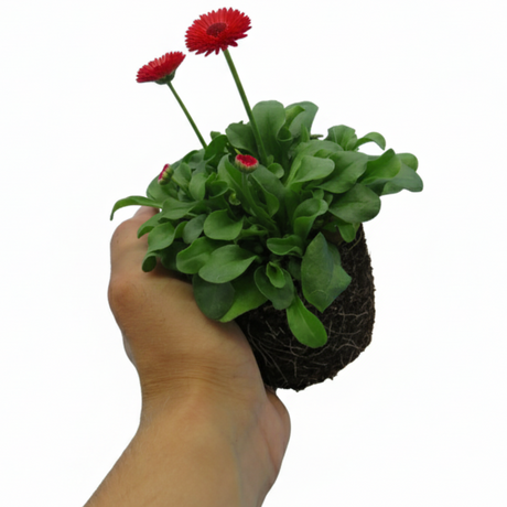 Bellis perennis 'Red' from Cedar Nursery, Cobham