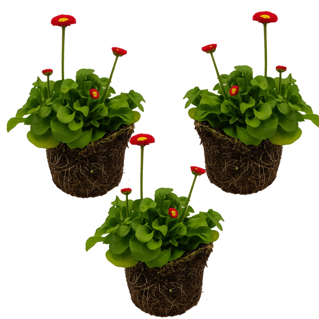 Bellis perennis 'Red' from Cedar Nursery, Cobham