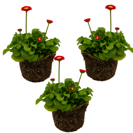 Bellis perennis 'Red' from Cedar Nursery, Cobham