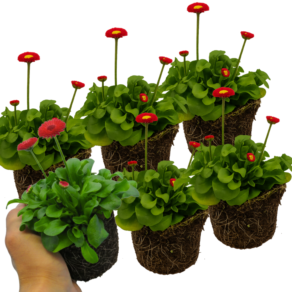 Bellis perennis 'Red' from Cedar Nursery, Cobham
