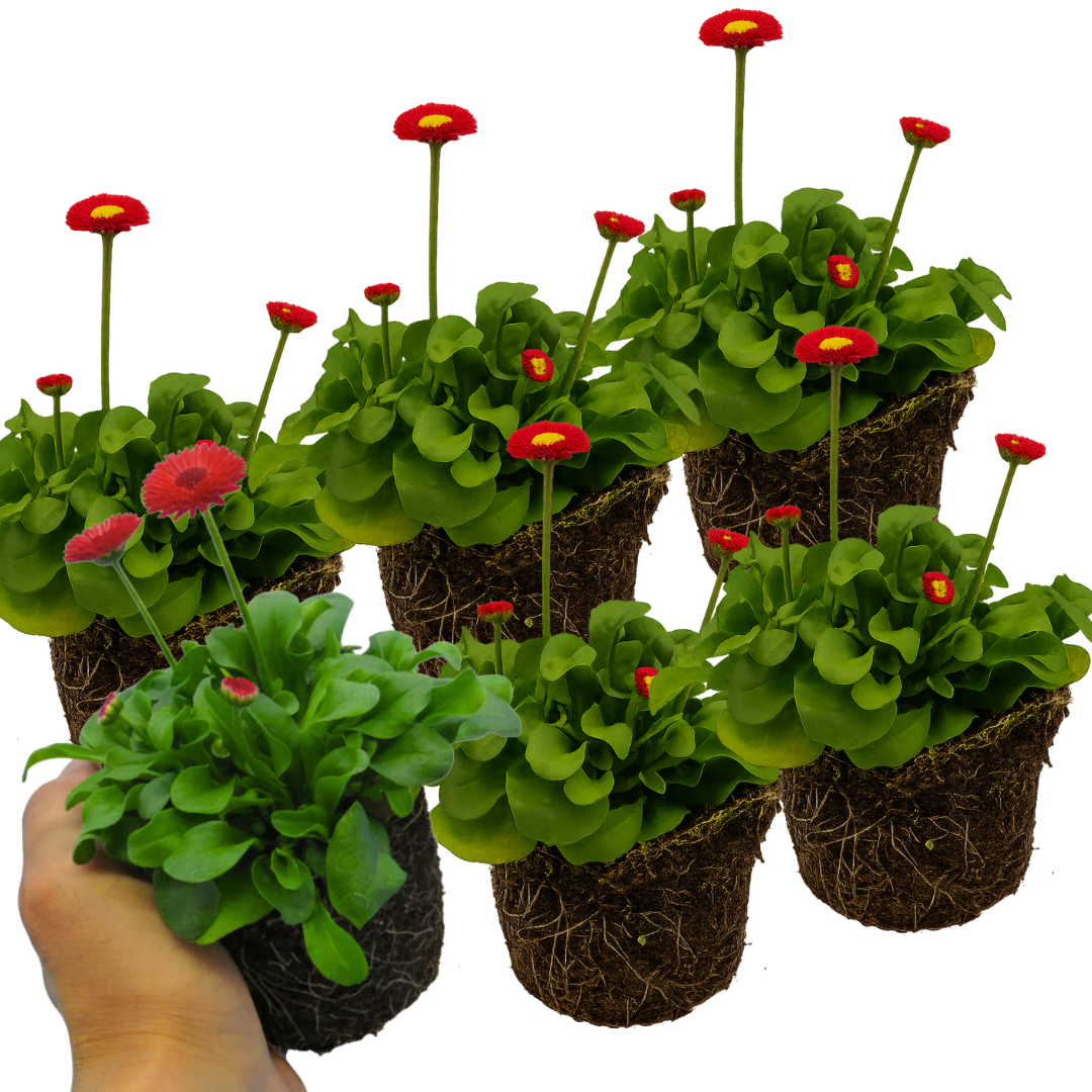 Bellis perennis 'Red' from Cedar Nursery, Cobham