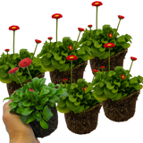 Bellis perennis 'Red' from Cedar Nursery, Cobham