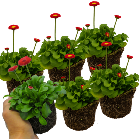 Bellis perennis 'Red' from Cedar Nursery, Cobham