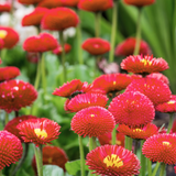 Bellis perennis 'Red' from Cedar Nursery, Cobham