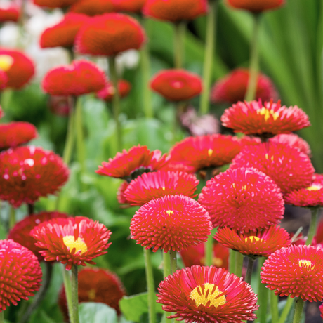 Bellis perennis 'Red' from Cedar Nursery, Cobham
