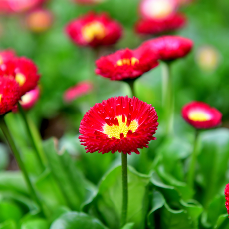 Bellis perennis 'Red' from Cedar Nursery, Cobham