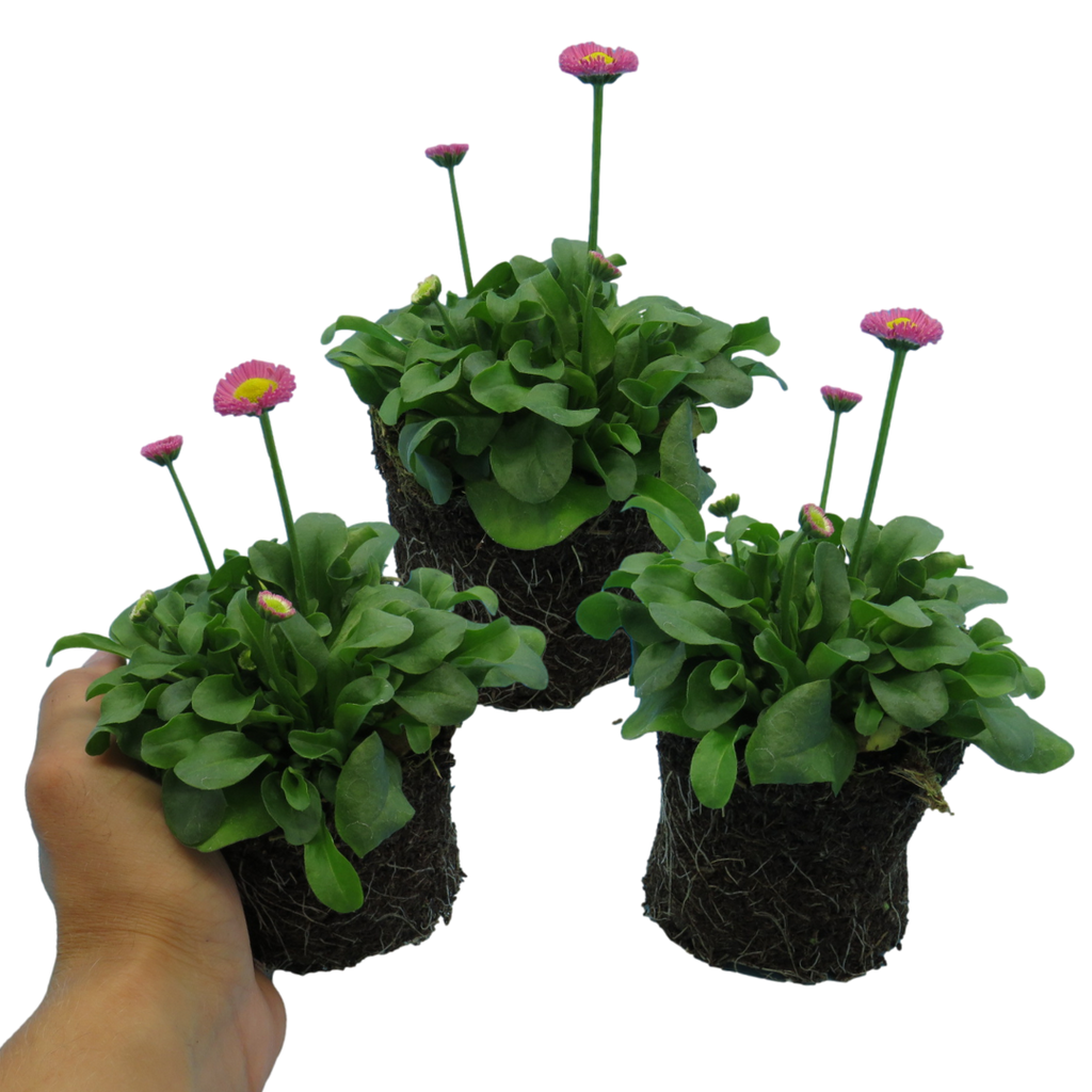 Bellis perennis 'Rose' from Cedar Nursery, Cobham