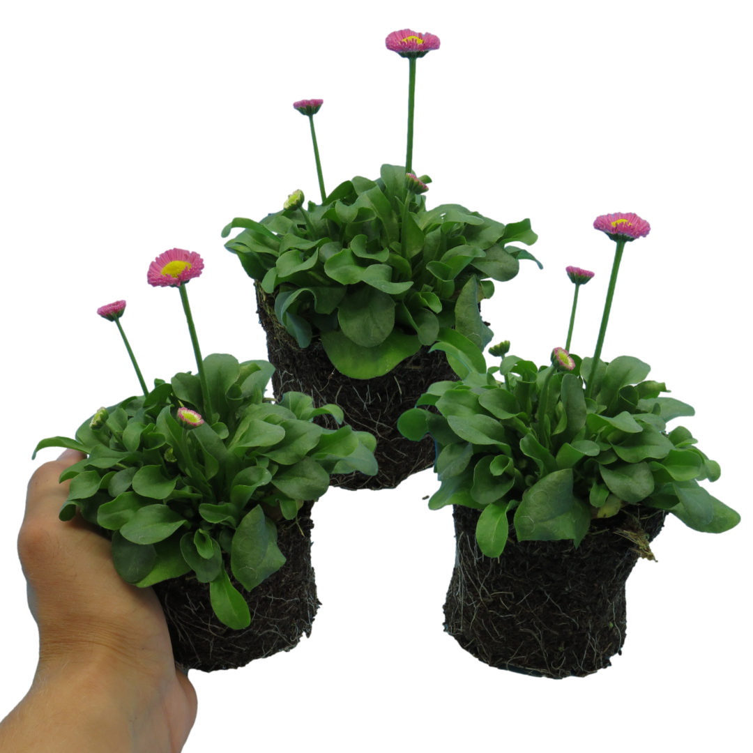 Bellis perennis 'Rose' from Cedar Nursery, Cobham