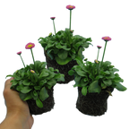 Bellis perennis 'Rose' from Cedar Nursery, Cobham