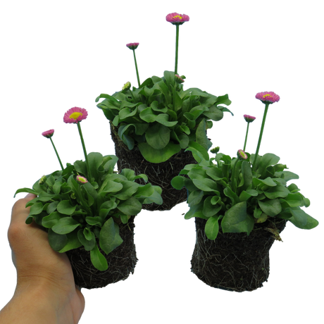 Bellis perennis 'Rose' from Cedar Nursery, Cobham