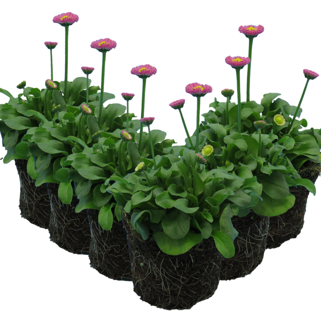 Bellis perennis 'Rose' from Cedar Nursery, Cobham