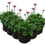 Bellis perennis 'Rose' from Cedar Nursery, Cobham