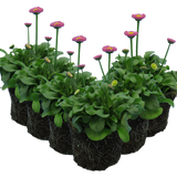 Bellis perennis 'Rose' from Cedar Nursery, Cobham