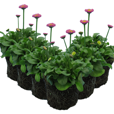 Bellis perennis 'Rose' from Cedar Nursery, Cobham