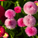 Bellis perennis 'Rose' from Cedar Nursery, Cobham