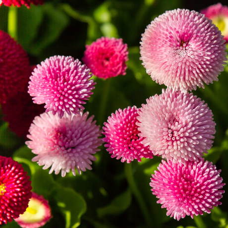 Bellis perennis 'Rose' from Cedar Nursery, Cobham
