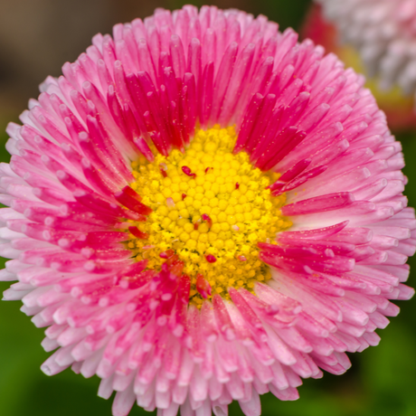 Bellis perennis 'Rose' from Cedar Nursery, Cobham