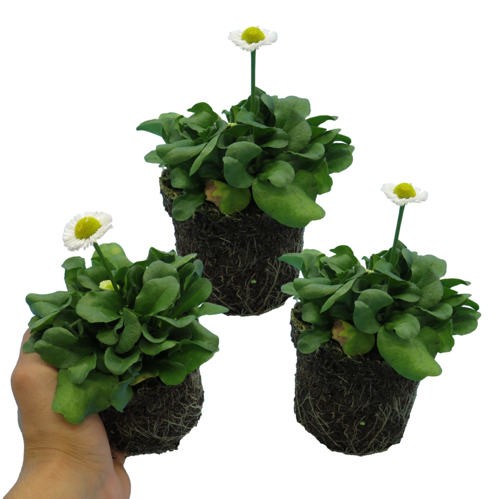 Bellis perennis 'White' from Cedar Nursery, Cobham