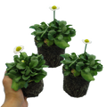 Bellis perennis 'White' from Cedar Nursery, Cobham