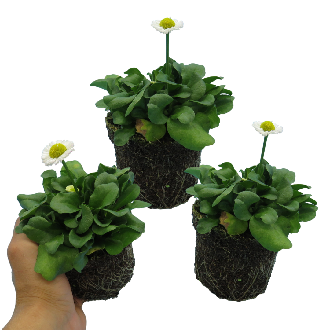 Bellis perennis 'White' from Cedar Nursery, Cobham