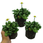 Bellis perennis 'White' from Cedar Nursery, Cobham