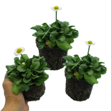 Bellis perennis 'White' from Cedar Nursery, Cobham