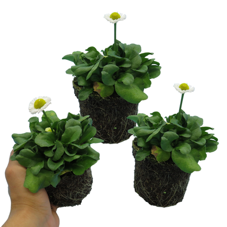 Bellis perennis 'White' from Cedar Nursery, Cobham