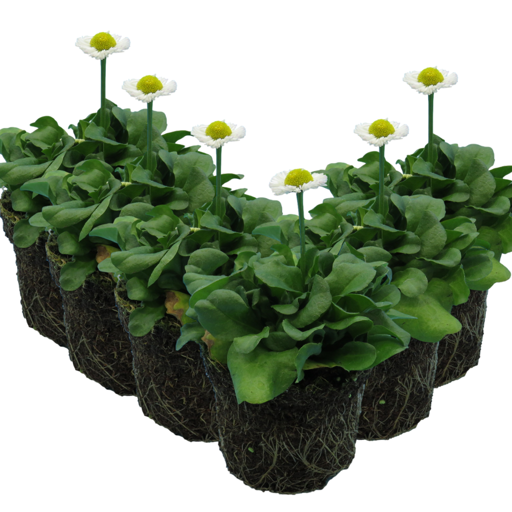 Bellis perennis 'White' from Cedar Nursery, Cobham