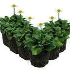 Bellis perennis 'White' from Cedar Nursery, Cobham