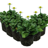 Bellis perennis 'White' from Cedar Nursery, Cobham