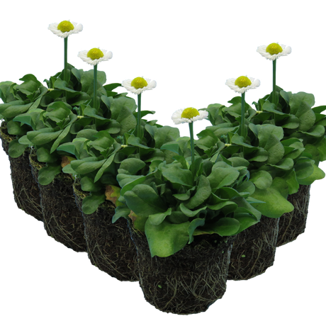 Bellis perennis 'White' from Cedar Nursery, Cobham