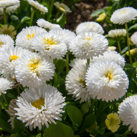 Bellis perennis 'White' from Cedar Nursery, Cobham
