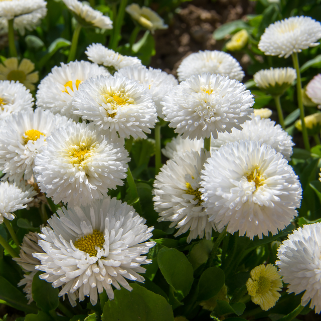 Bellis perennis 'White' from Cedar Nursery, Cobham