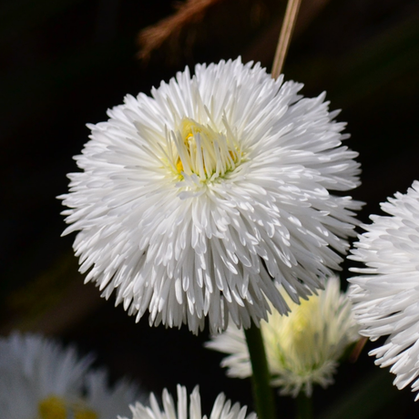 Bellis perennis 'White' from Cedar Nursery, Cobham