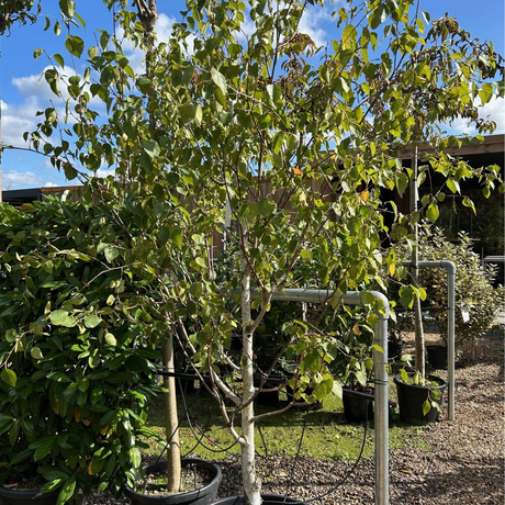 Betula utilis var. jacquemontii 