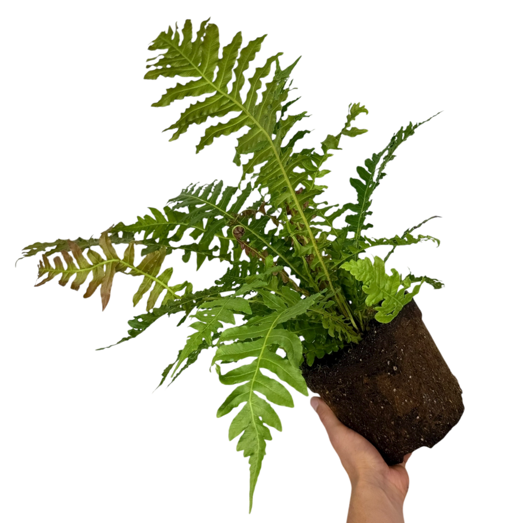 Blechnum penna marina Volcano 3L at Cedar Nursery Surrey