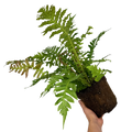 Blechnum penna marina Volcano 3L at Cedar Nursery Surrey