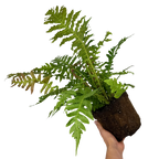 Blechnum penna marina Volcano 3L at Cedar Nursery Surrey