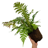 Blechnum penna marina Volcano 3L at Cedar Nursery Surrey