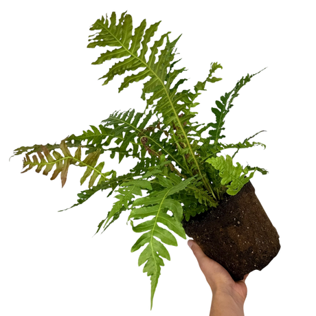 Blechnum penna marina Volcano 3L at Cedar Nursery Surrey