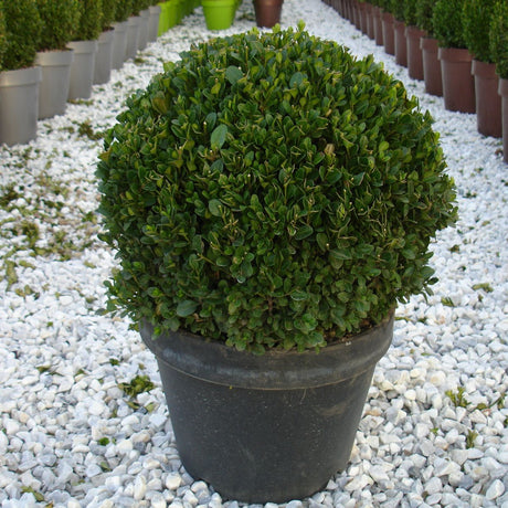 Buxus microphylla 'Faulkner'