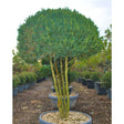 Buxus sempervirens 'Arborescens'