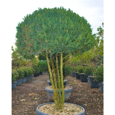Buxus sempervirens 'Arborescens'